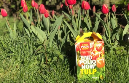 Actie End Polio Now Tulpenbollen