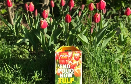 End Polio Now Tulpen